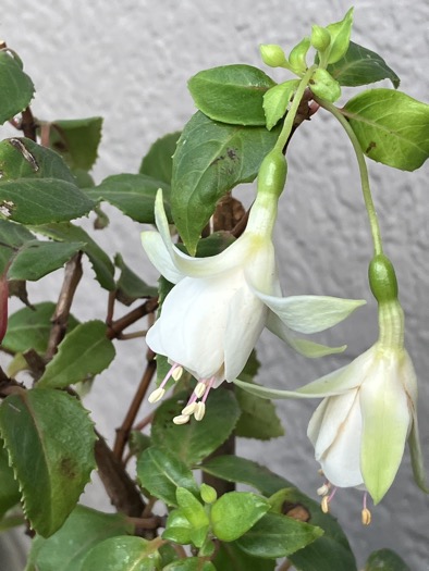 23-08 Fuchsia White,jpeg