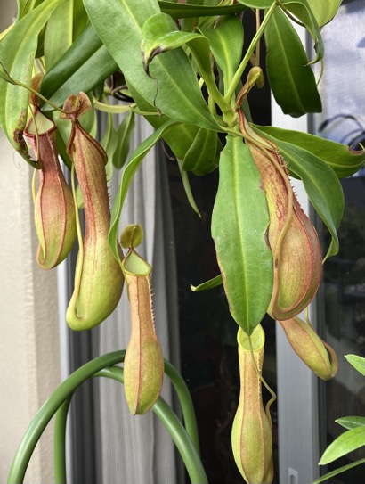 23-08 Nepenthes 2