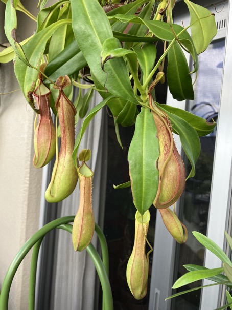 23-08 Nepenthes