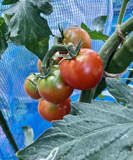 23-08 Tomato