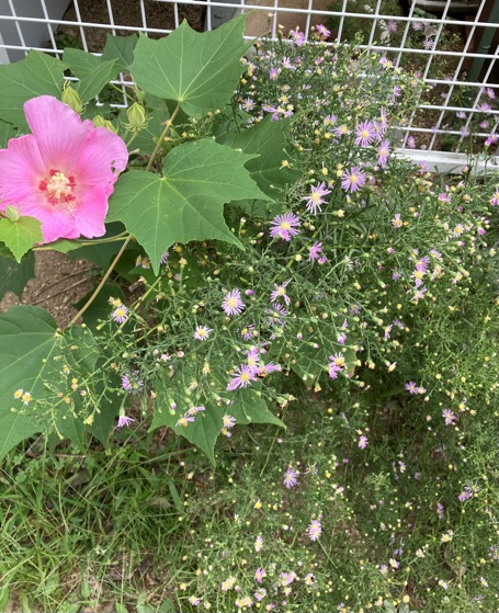 23-09 Aster hybrids /Hibiscus mutabilis