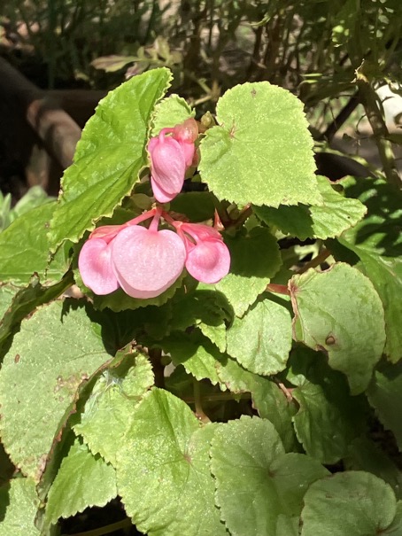 23-09 Begonia grandis 2