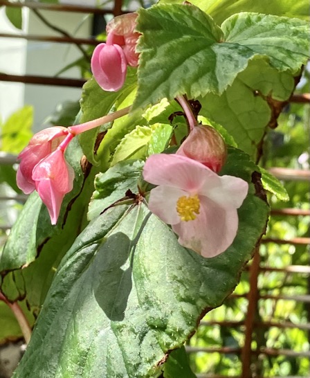 23-09 Begonia grandis