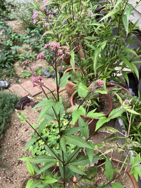 23-09 Eupatorium japonicum