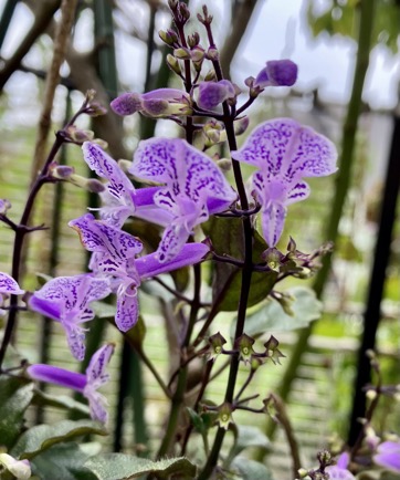 23-09 Plectranthus 2