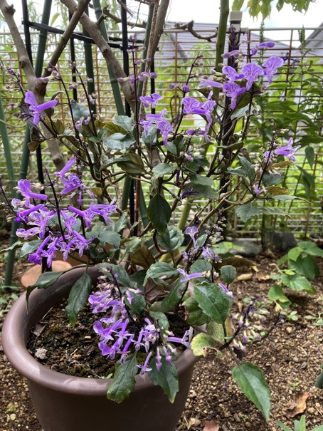 23-09 Plectranthus