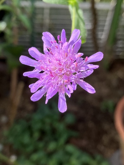 23-09 Scabiosa atropurpurea 2