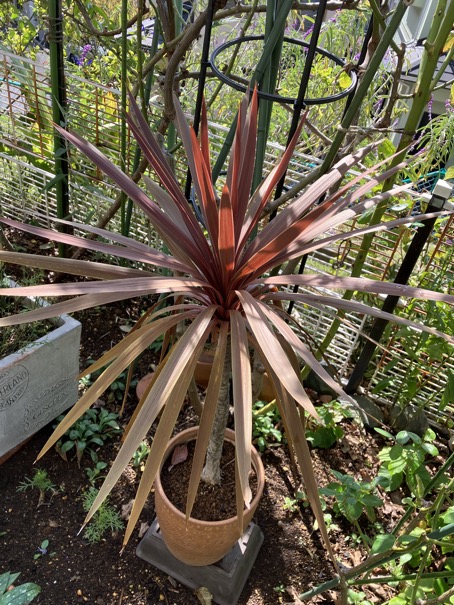 23-11 Cordyline