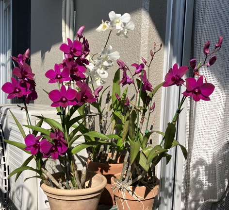 23-11 Den. phalenopsis