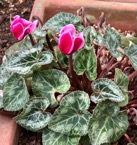 23-11 G.Cyclamen pink