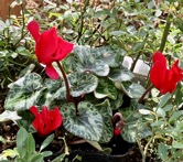 23-11 G.Cyclamen red