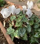 23-11 G.Cyclamen white