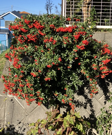 23-11 Pyracantha