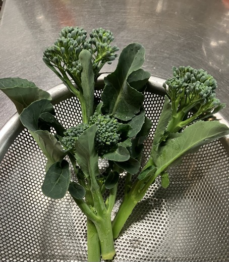 23-12 Stick Broccoli