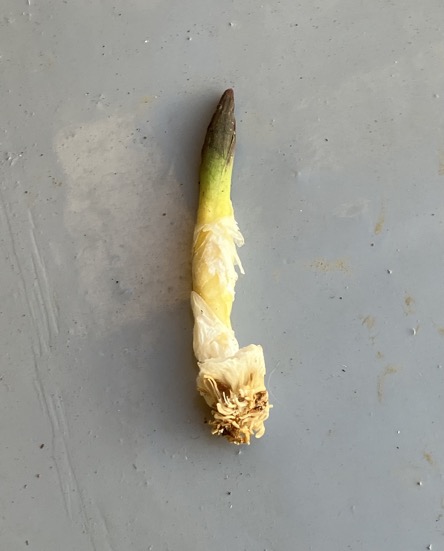 24-01 bited Tulip bud 3