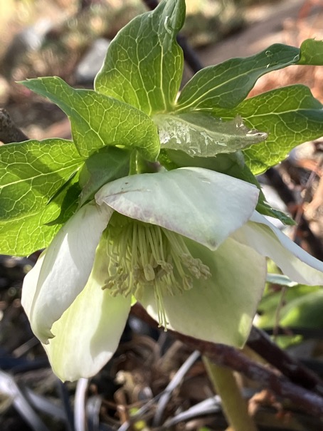 24-01 Helleborus