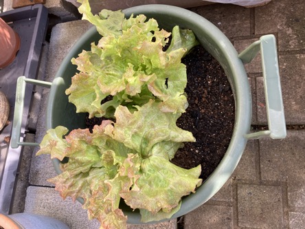 24-01 Leaf lettuce